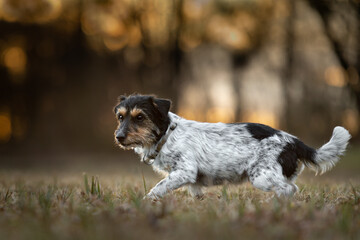 small cute Jack Russell terrier sneaking across a meadow in backlight in autumn atmospheric light