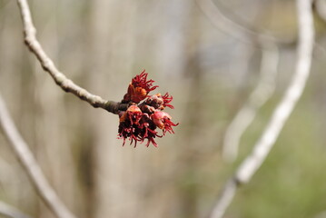 Maple tree branch tip with bright red spring bud blossoms. Red maple buds close up macro isolated.