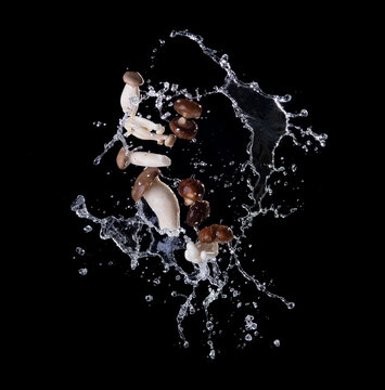 Shiitake mushroom and Oringi mushroom with water splash against a black background, flying food