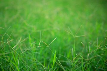 young green grass,natural green blurred spring background, selective focus.