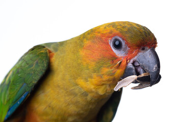 Head shot of sun conure parrot is eatting seed of sun flower isolated on white background