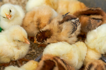 Newly hatched flock of chicks close-up