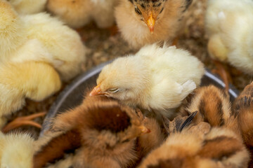 Newly hatched flock of chicks close-up
