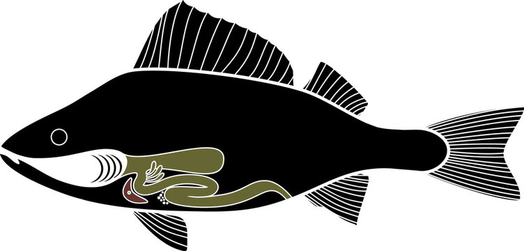 recommend clip art: Scheme of structure of fish digestive system. Educational material with structure of perch (Perca fluviatilis) for biology lesson