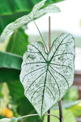 angel wing caladium or candidum ,Caladium bicolor or Araceae