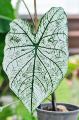 angel wing caladium or candidum ,Caladium bicolor or Araceae