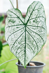angel wing caladium or candidum ,Caladium bicolor or Araceae