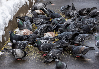 city pigeons on a spring day in search of food and spring warmth 