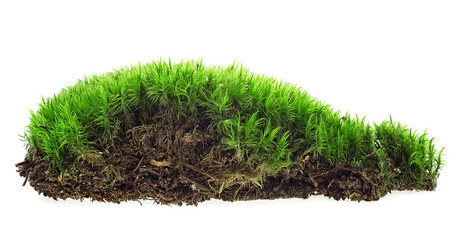 Fresh green forest moss isolated on a white background, close-up.