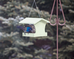 Colourful male grackle eating at a green bird feeder