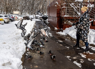 city pigeons on a spring day in search of food and spring warmth 