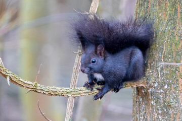 Eichhörnchen (Sciurus vulgaris) 