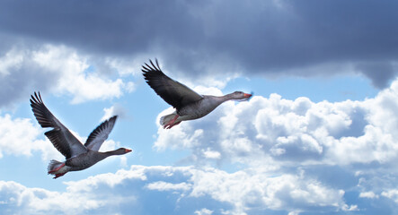 Two gooses fly in the sky