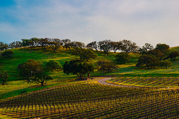 Oaks trees in hillside vineyard southern Monterey county