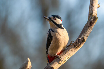 Fototapeta premium Buntspecht (Dendrocopos major, Syn.: Picoides major) 