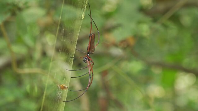 A Macro shot of a red spider, seems to be a Golden Silk Orb-Weaver Spider picking up a pre-prepared bee for lunch. Filmed in Kaeng Krachan National Park, Thailand.