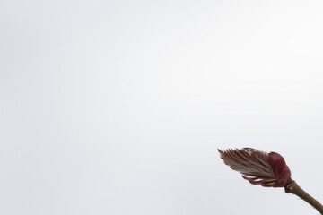 The first spring bud. The space for text, top view, empty white blank to write the text. Spring and April. 