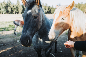 beautiful grey and brown chilean horses, standing and waiting to be caressed. Educational farm