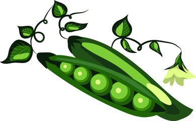 Vector image of peas. Pea pods with flowers and leaves. Peas.