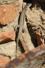 A specimen of Catalonian Wall Lizard (Podarcis liolepis) thermoregulating on a brick wall at the beginning of spring in Castilla (Spain)