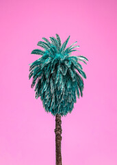 palmier ciel rose