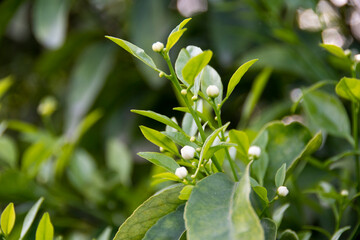 Obraz premium Flowering of Oranges 