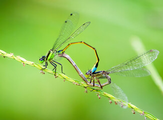 Dragonfly Mating