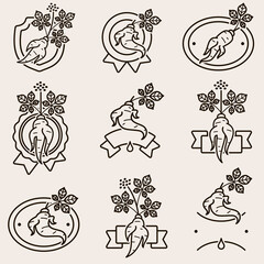 Red ginseng label and icon set. Collection icon red ginseng. Vector