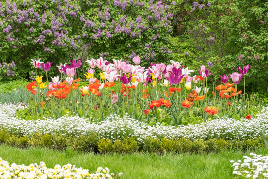 Farbenfrohes Tulpenbeet vor bl&uuml;hendem Flieder