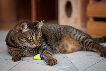 the cat is lying on the carpet at home looking away the camera. there is a mouse toy nearby  Play...