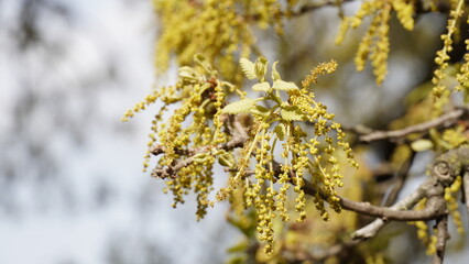 Close up Mount Tabor Oak tree or quercus ithaburensis in Israel