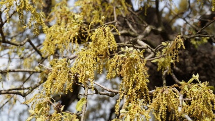 Close up Mount Tabor Oak tree or quercus ithaburensis in Israel