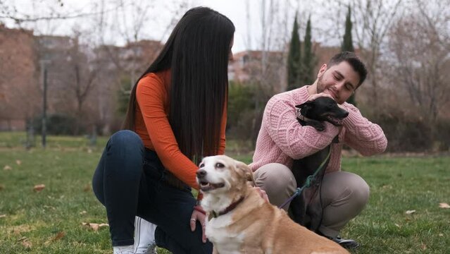 Couple stroking and petting their dogs while enjoying a day outdoors together in the park.