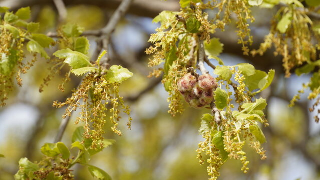Close up Mount Tabor Oak tree or quercus ithaburensis in Israel