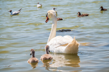 A female mute swan, Cygnus olor, swimming on a lake with its new born baby cygnets. Mute swan protects its small offspring. Gray, fluffy new born baby cygnets.