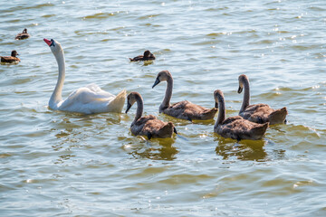 A female mute swan, Cygnus olor, swimming on a lake with its new born baby cygnets. Mute swan protects its small offspring. Gray, fluffy new born baby cygnets.