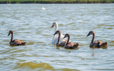 A female mute swan, Cygnus olor, swimming on a lake with its new born baby cygnets. Mute swan protects its small offspring. Gray, fluffy new born baby cygnets.
