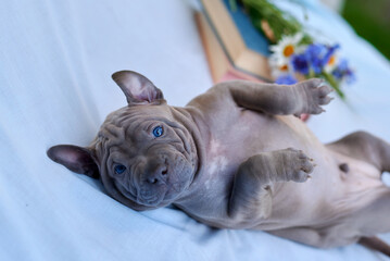 cute thai ridgeback puppy lies on a blue background