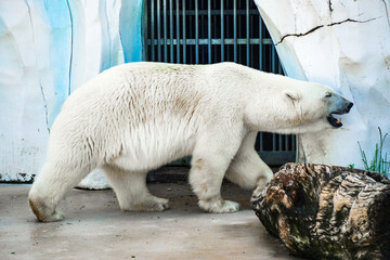 Big White Polar Bear in the Zoo