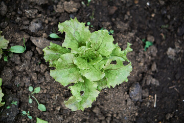 lechuga en el huerto