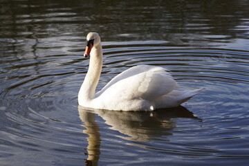Obraz premium swan on the lake