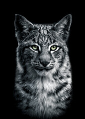 Obraz na płótnie Canvas bnw portait of a lynx