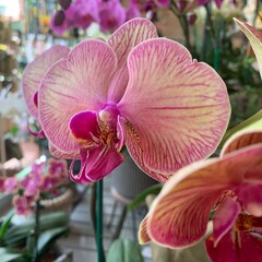 Orchid in Full Bloom