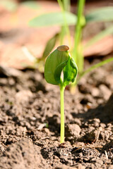 closeup the ripe green round gourd vine plant seedling and soil heap in the farm soft focus natural green brown background.