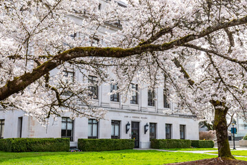Olympia WA USA - 03-24-2022: Yoshino Flowering  Cherry Trees outside The John A. Cherberg Building