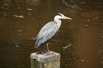A view of a Grey Heron by the River Dee in Chester