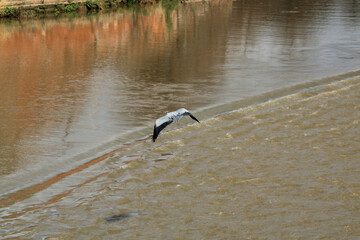 A view of a Grey Heron by the River Dee in Chester