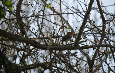 A specimen of european robin (Erithacus rubecula) singing at the beginning of spring from the top of a tree in backlight. Palencia, Spain