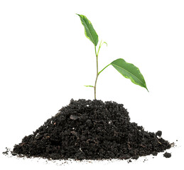 Young plant tree growing seedling in soil isolated on a white background. Green sprout.