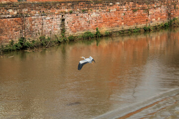 A view of a Grey Heron by the River Dee in Chester